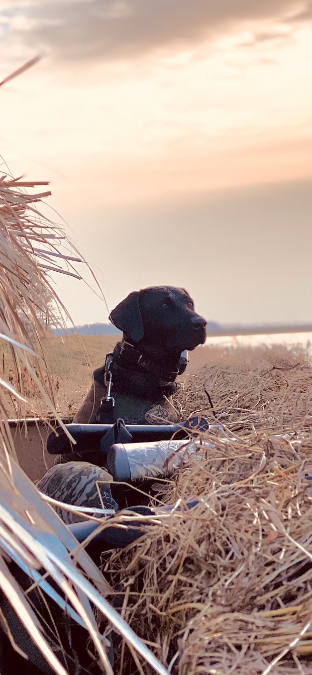 HR Clairee Harper Bryant | Black Labrador Retriver