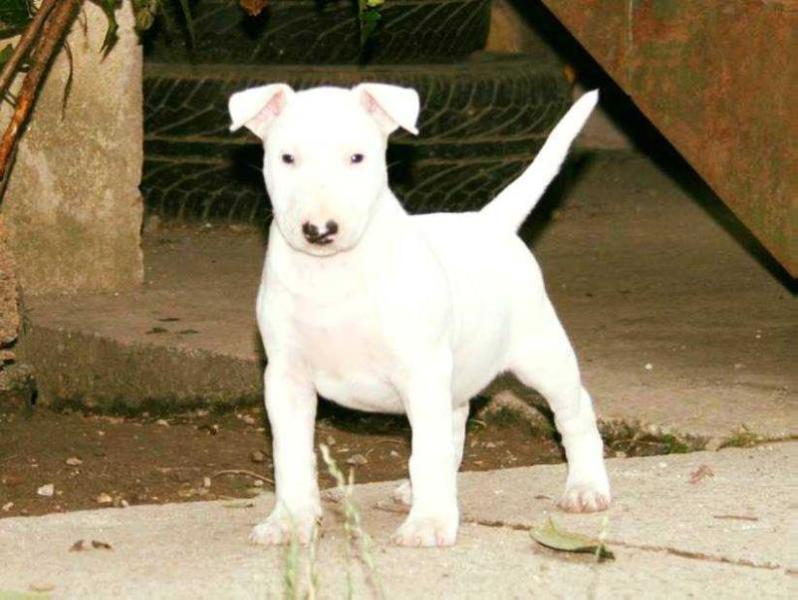 SRCKY'S BULLZEYE SANDRA'S WHITE BISQUIT | Bull Terrier 