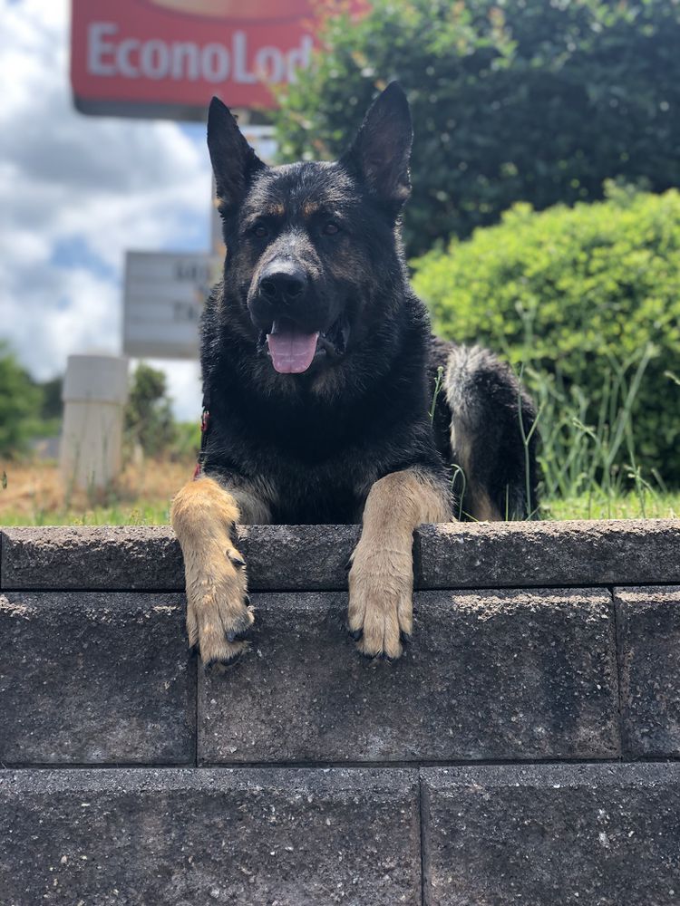 Stocker’s Onyx von wolf | German Shepherd Dog 