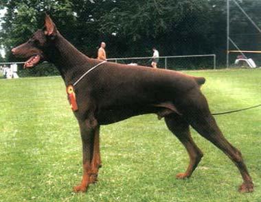 Hadar Hosea v. Diaspora | Brown Doberman Pinscher