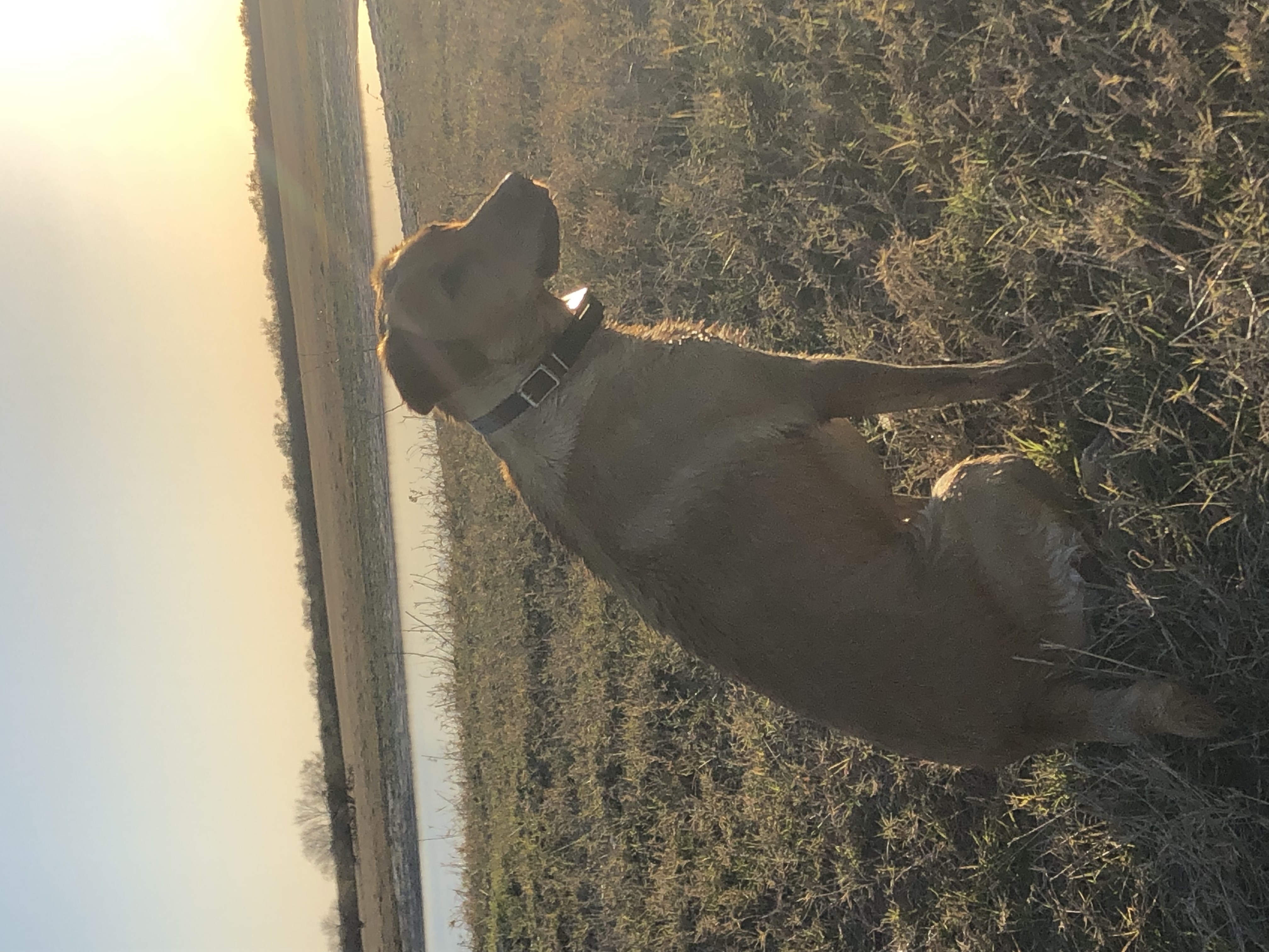 Dixie Bear Loves Texas | Yellow Labrador Retriver