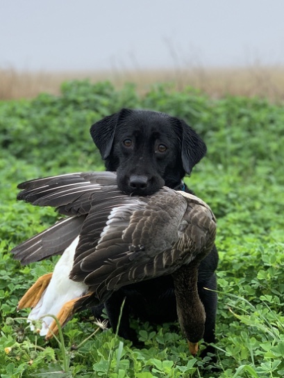 HRCH Down South Gun Dog’s Piper Pace | Black Labrador Retriver