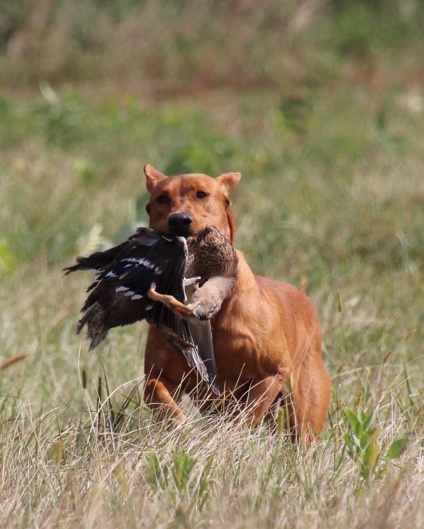 The Blast’s Heart Of The South JH | Yellow Labrador Retriver