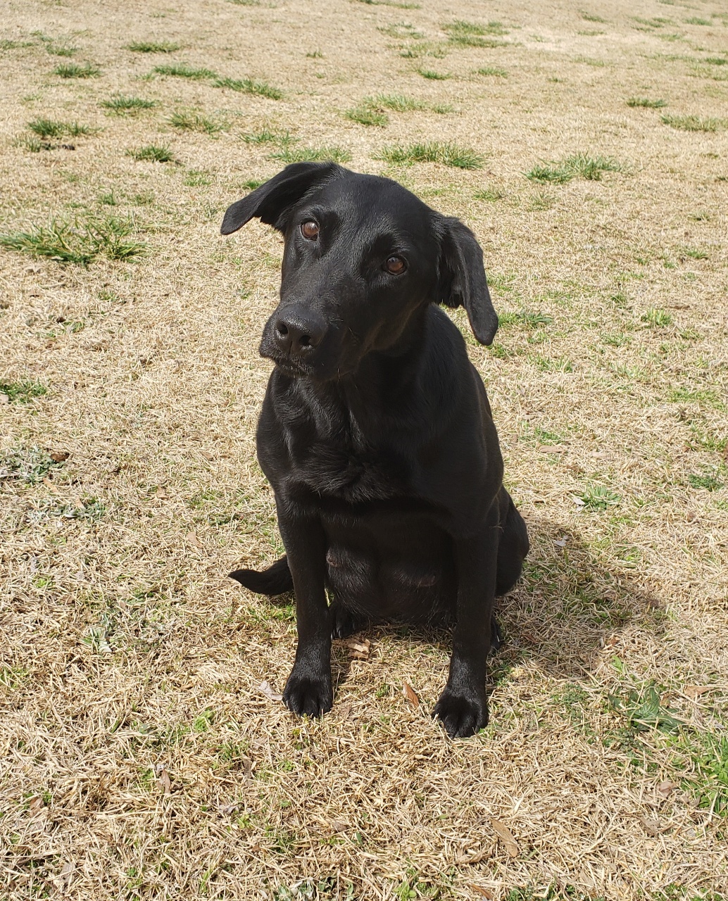 Prairie Creek’s Ocean’s Under The Moon MH | Black Labrador Retriver