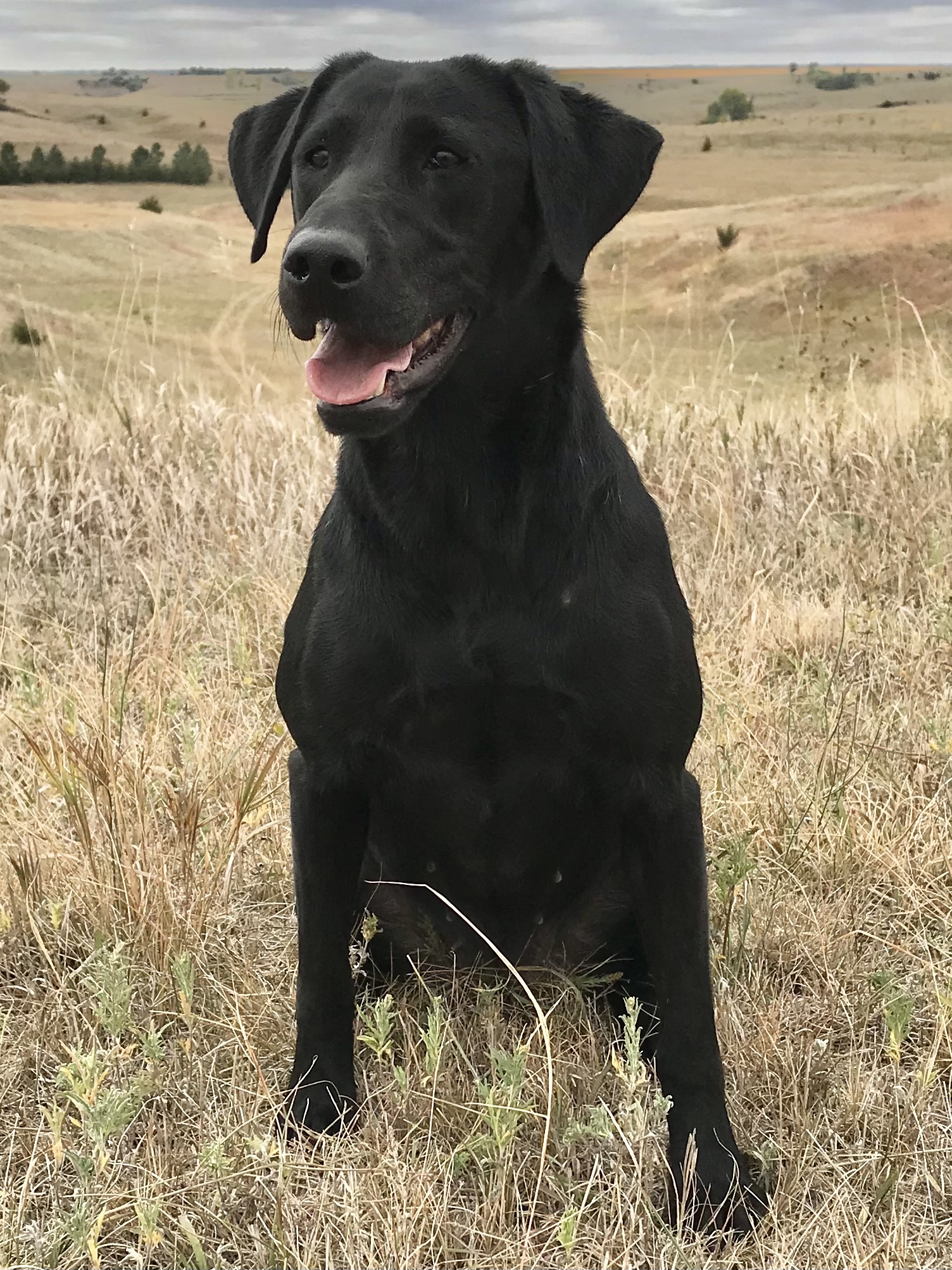 HRCH  Profield’s Blackwater Magic MH | Black Labrador Retriver