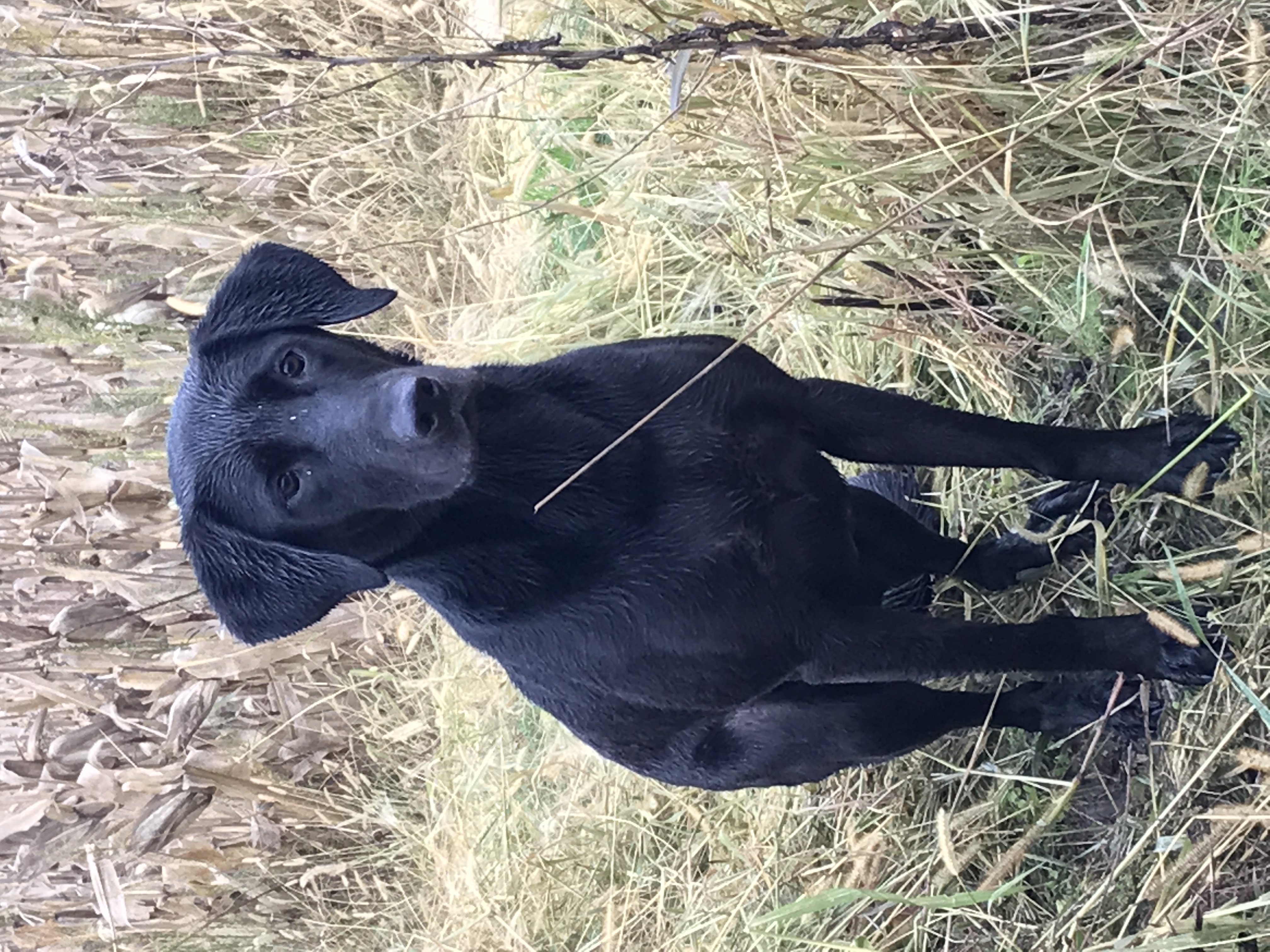 HRCH Fenway’s Miss Joey June SH | Black Labrador Retriver