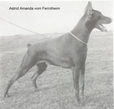 Astrid Amanda v. Ferrolheim | Brown Doberman Pinscher