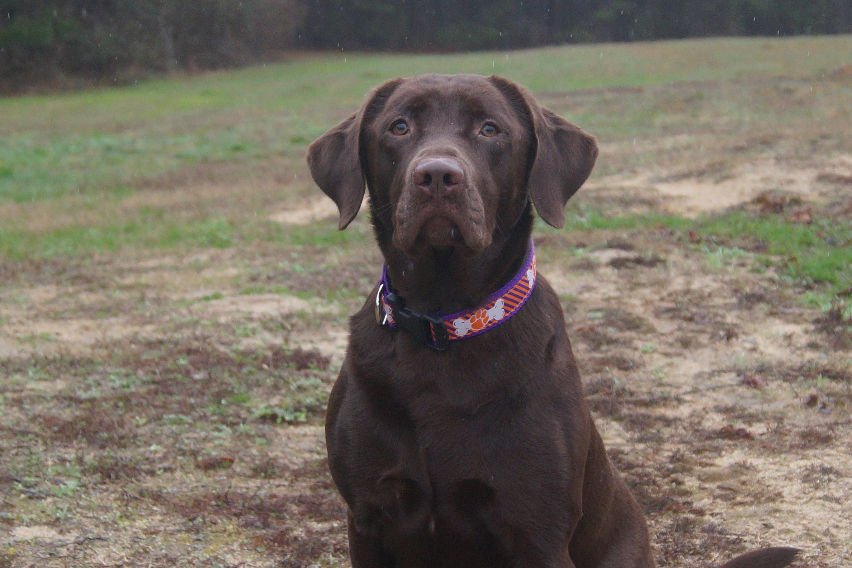 HR   Moore's Charlotte | Chocolate Labrador Retriver