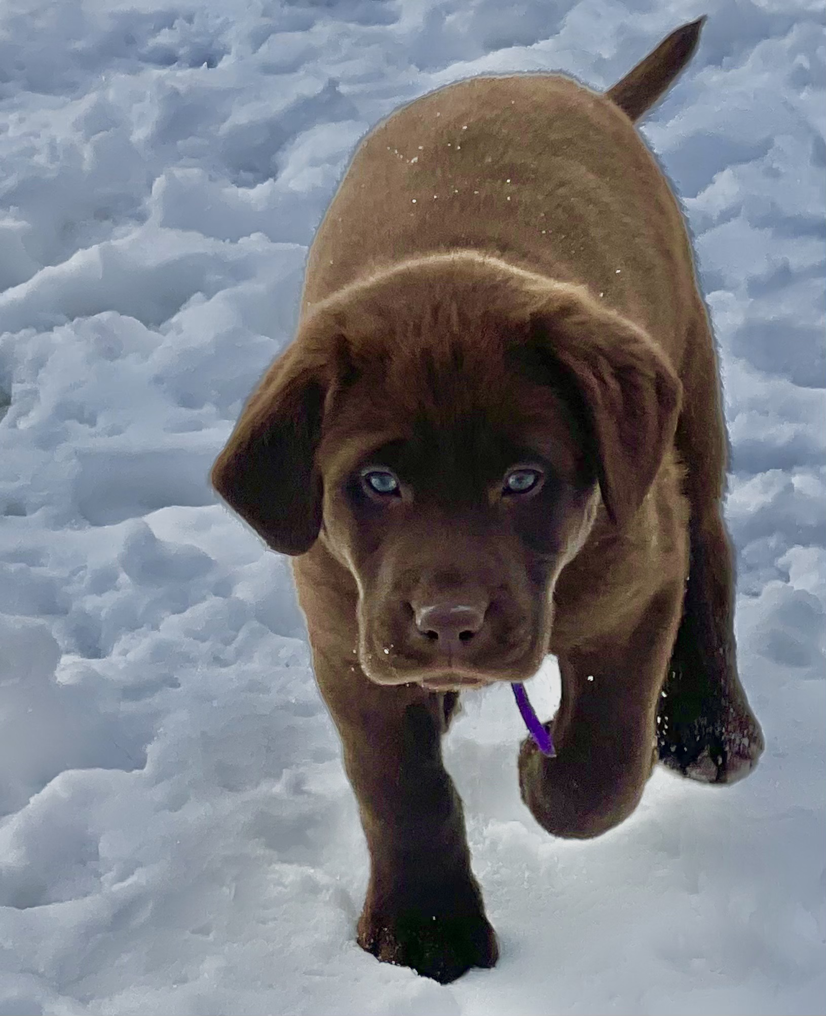 Bourbon Country's Sharpshooter | Chocolate Labrador Retriver