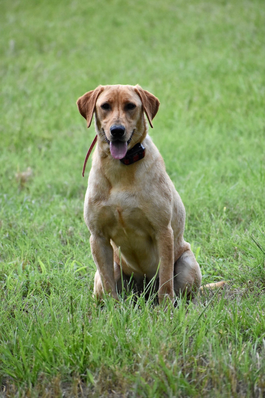 Moccasin Creek's Lady Scout | Yellow Labrador Retriver