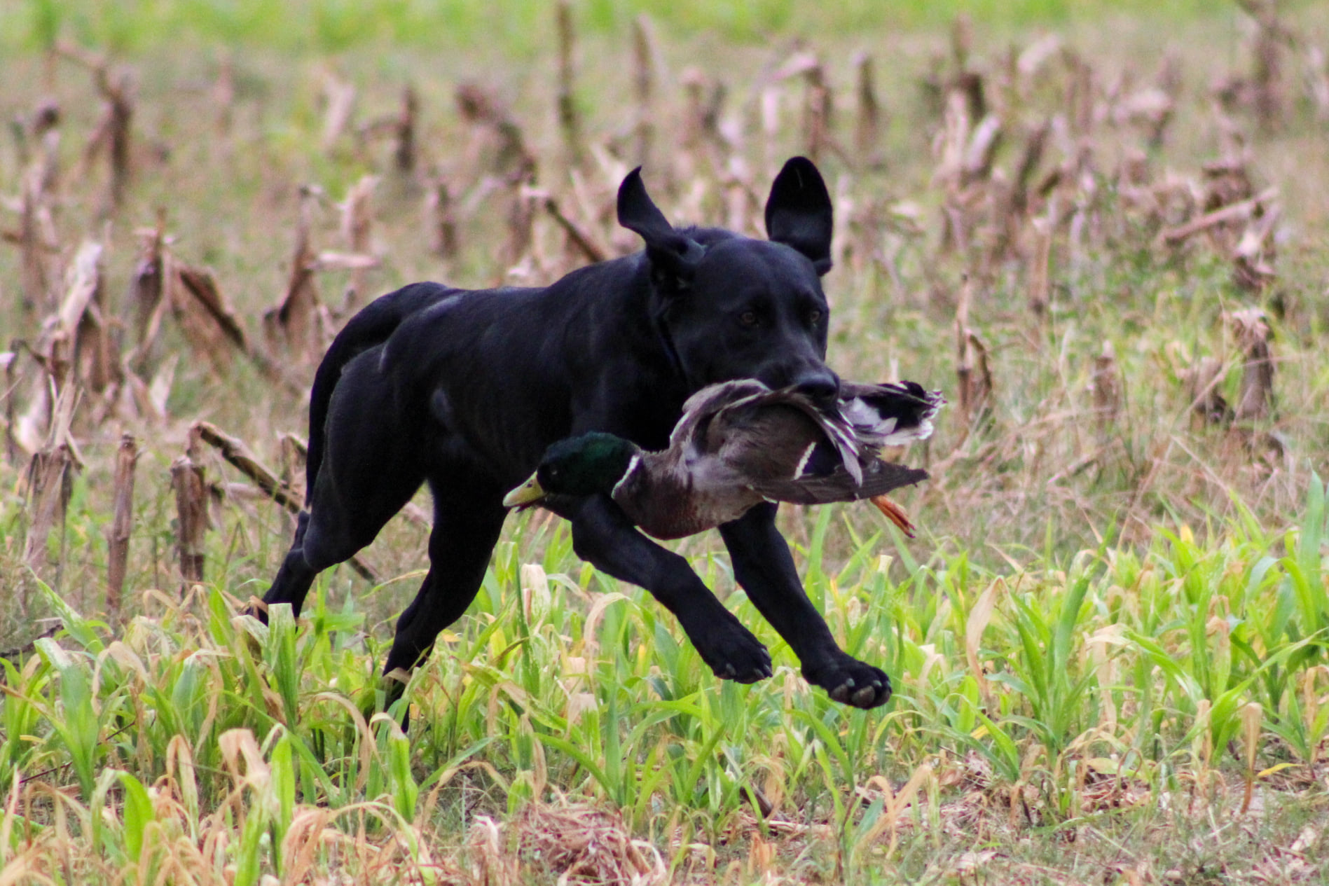 SHR Buck's Georgia Peach | Black Labrador Retriver