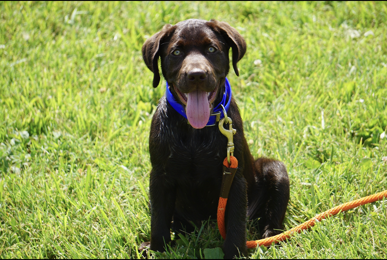 Bourbon Country’s This Is My Town | Chocolate Labrador Retriver