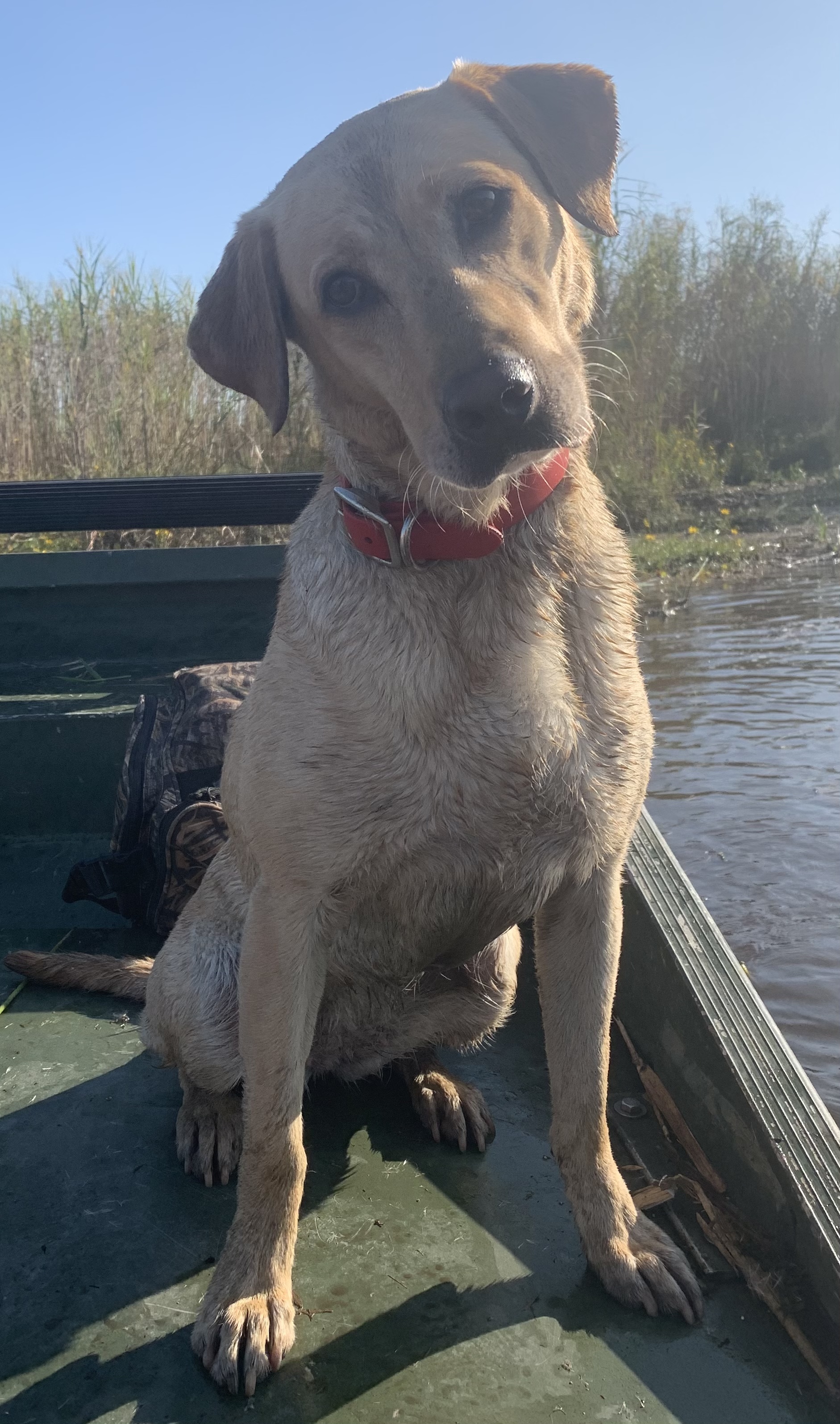 HRCH Spicy Cajun Crawtator (YLW) | Yellow Labrador Retriver