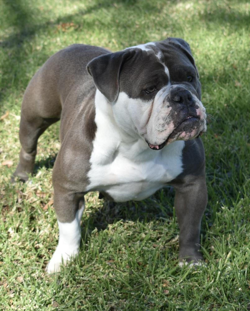 DoggePound’s Remy of DLA | Olde English Bulldogge 