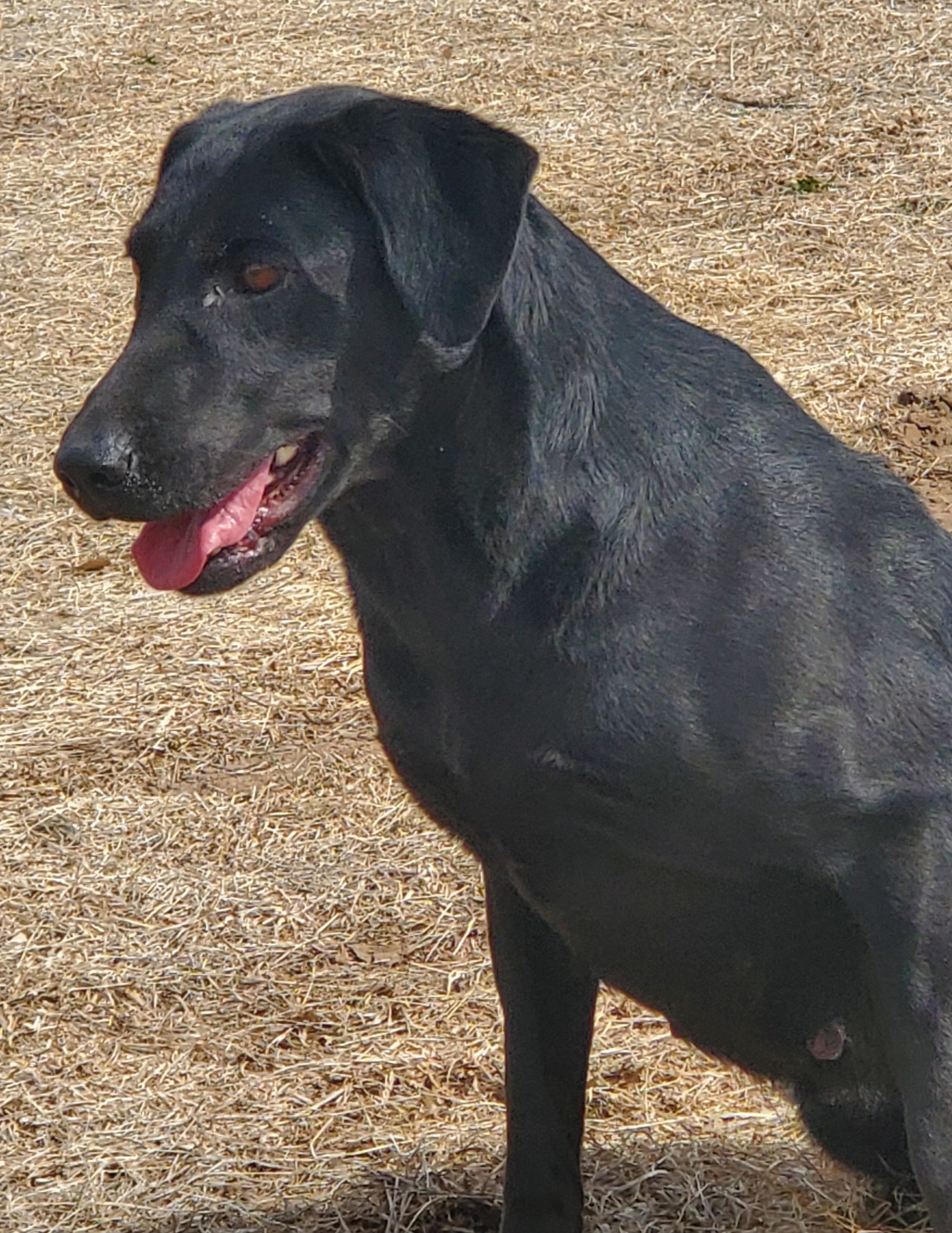 Fatcity's Number One | Black Labrador Retriver