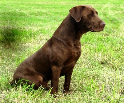 4XGMPRTC HRCH UH Frogvilles Black Ice Kodiak MH | Chocolate Labrador Retriver