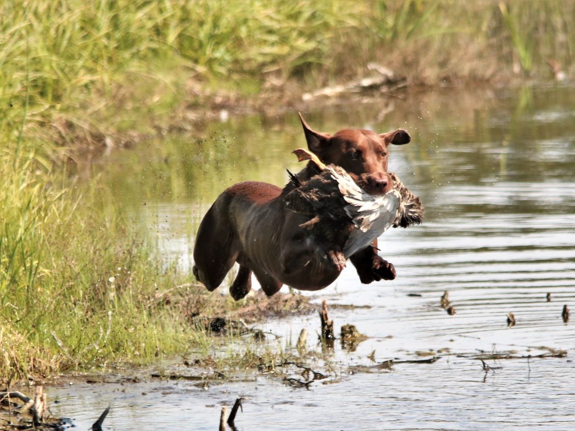 4XGMPRTC HRCH UH Frogvilles Black Ice Kodiak MH | Chocolate Labrador Retriver