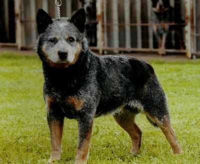 MENORABLUE LEGEND | Australian Cattle Dog 