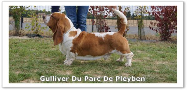 gulliver du parc de pleyben | Basset Hound 