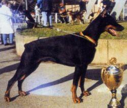 Venus v. Amtmannsgarten | Black Doberman Pinscher