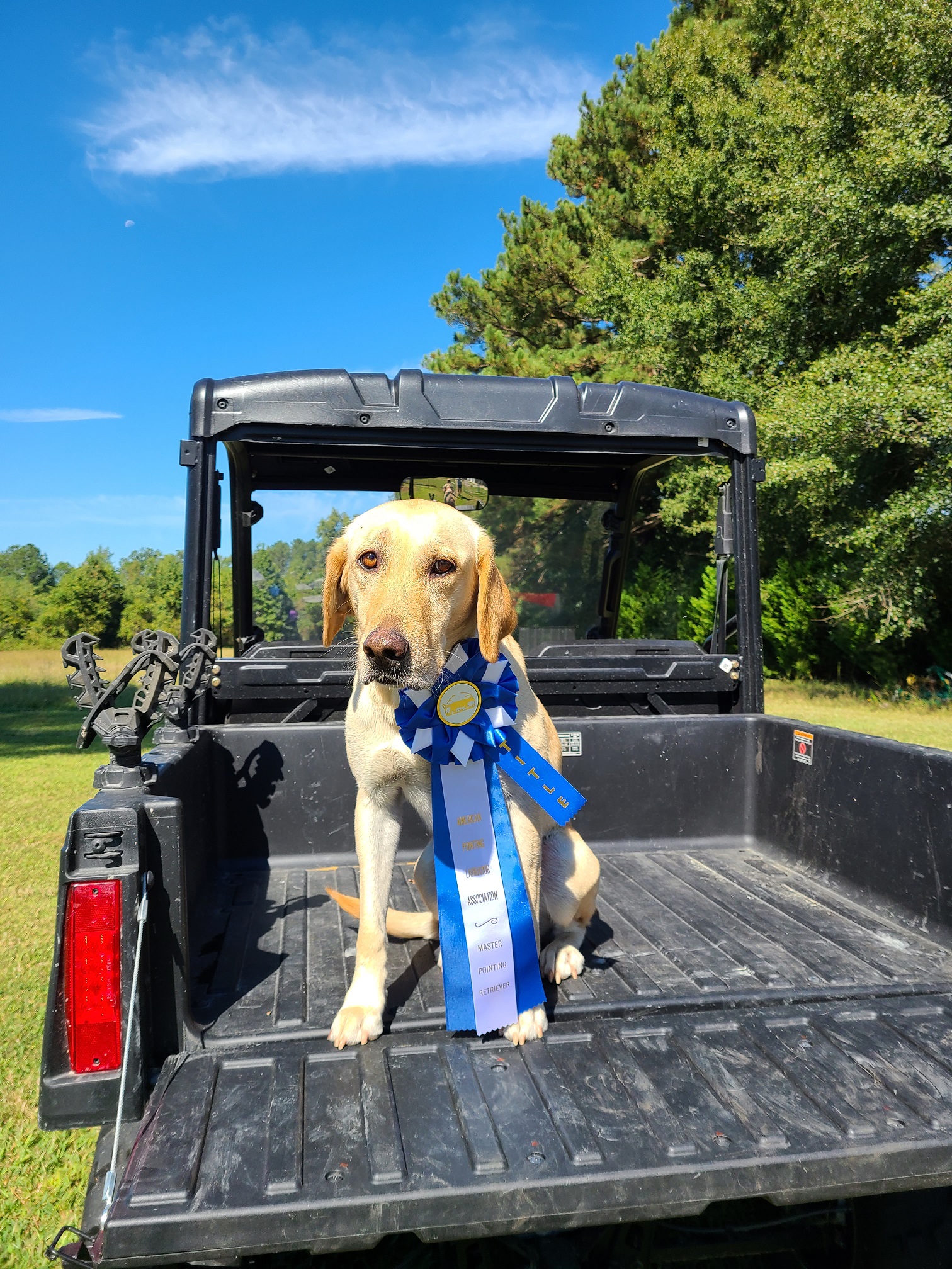 MPR Gracie's RVK Run Like The Wind | Yellow Labrador Retriver