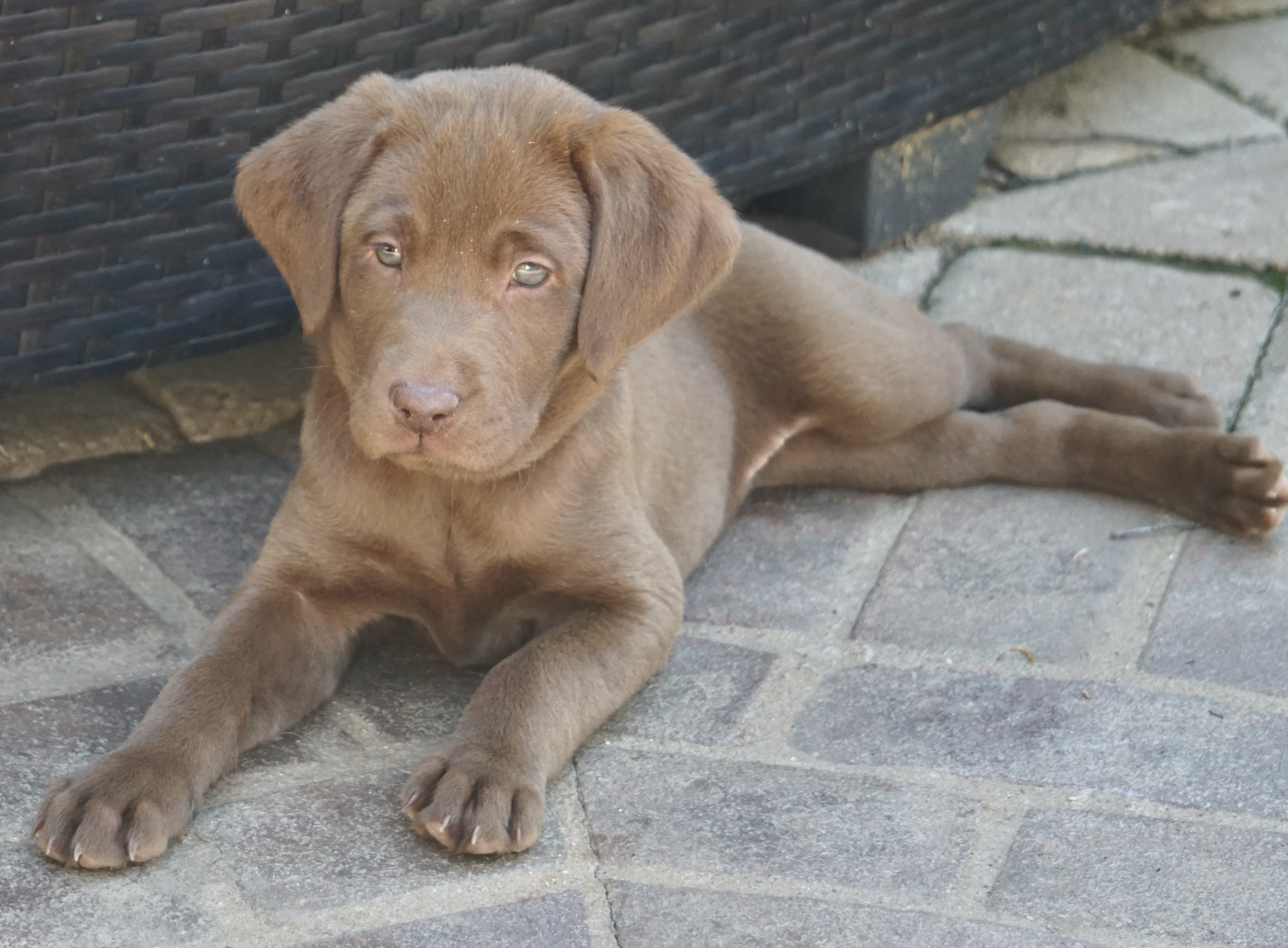 Bourbon Country's Going to Be  Amazing | Chocolate Labrador Retriver