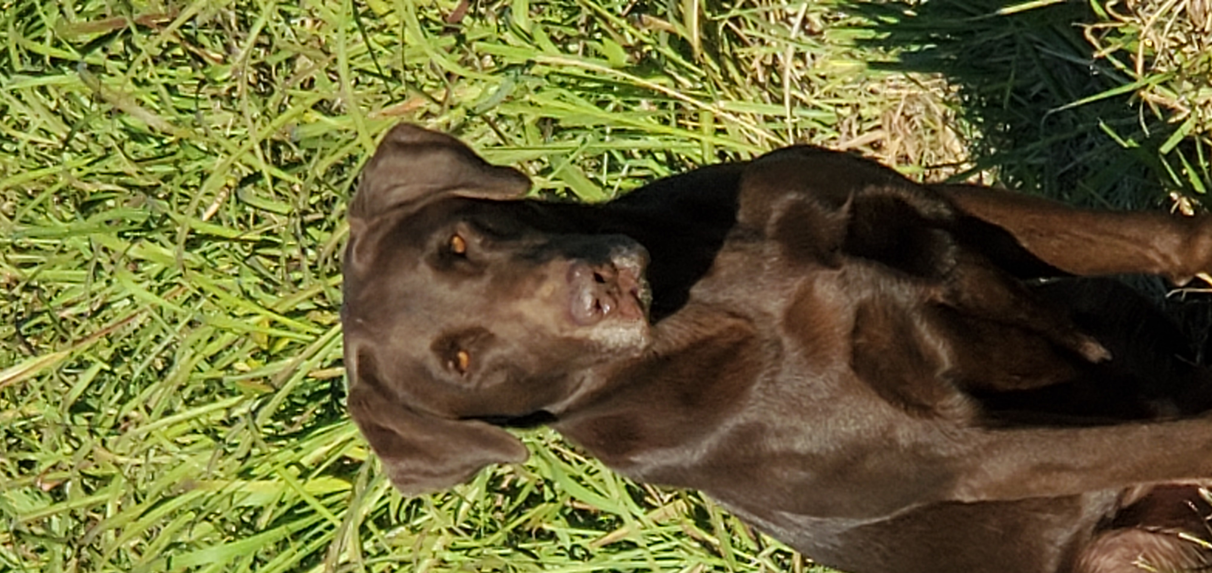 HRCH Shady Gum's Southern Gentleman | Chocolate Labrador Retriver