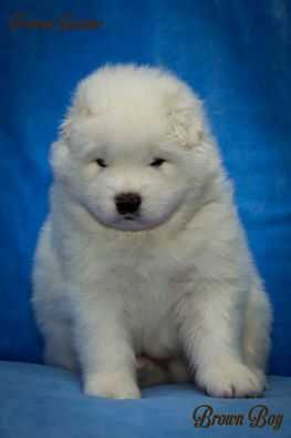 Ferrero Rocher Archibald Brave Leader | Samoyed 