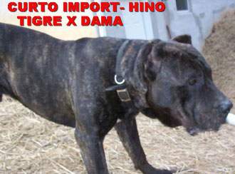 Hino de Irema Curto | Perro de Presa Canario 