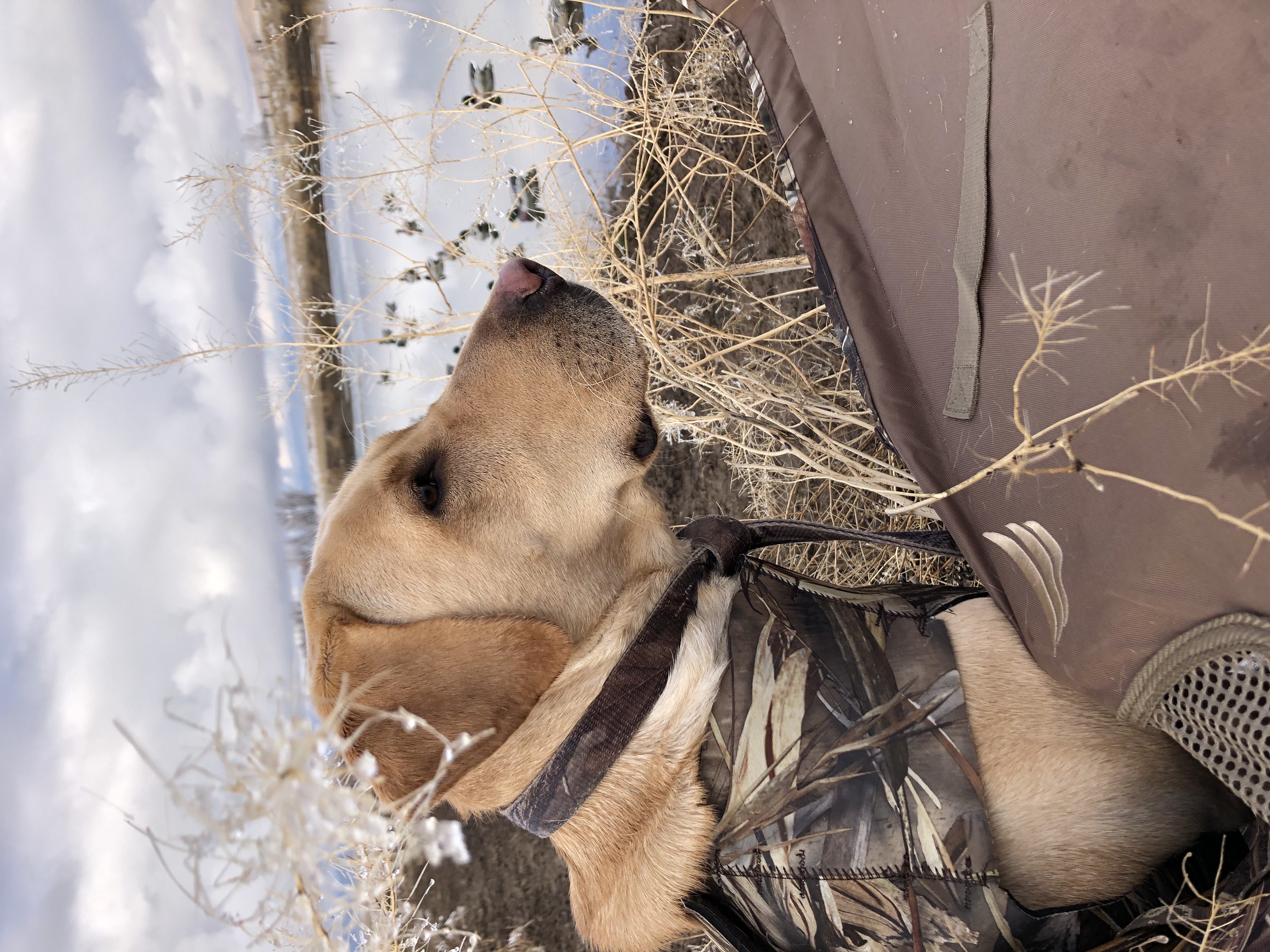 TGK'S Montana Rose | Yellow Labrador Retriver