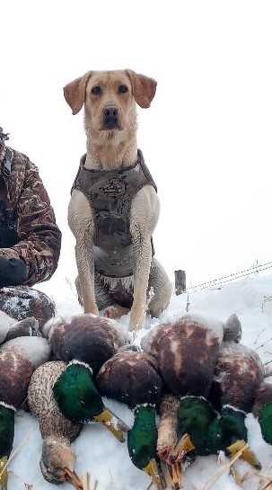 Top Gun's The Lion's Last Jewel SH | Yellow Labrador Retriver