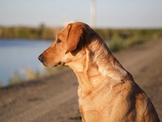 Ibar’s Duck Pond Gypsy | Yellow Labrador Retriver