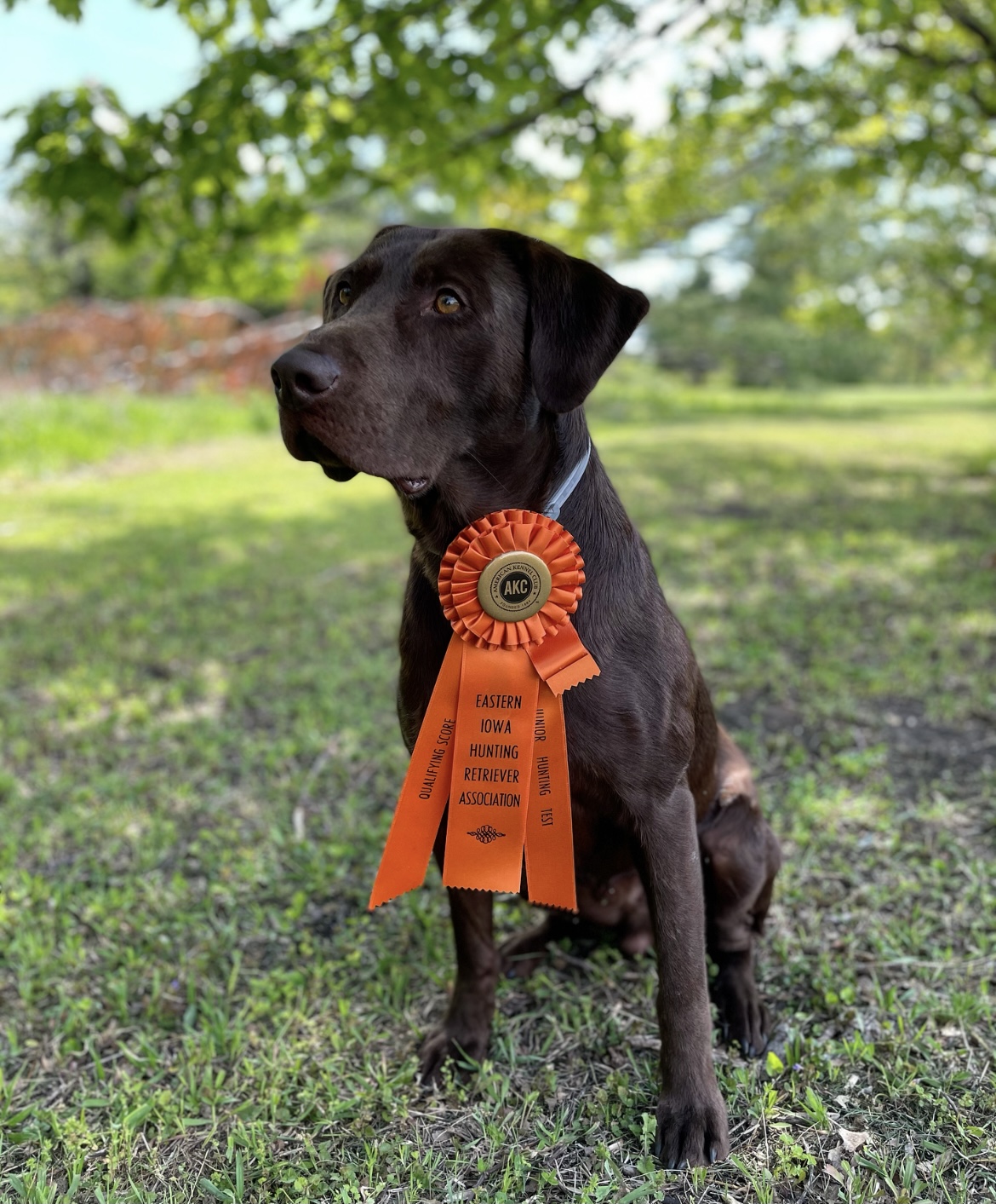 Hpk's WhistlePig Straight Rye Manhattan JH | Chocolate Labrador Retriver