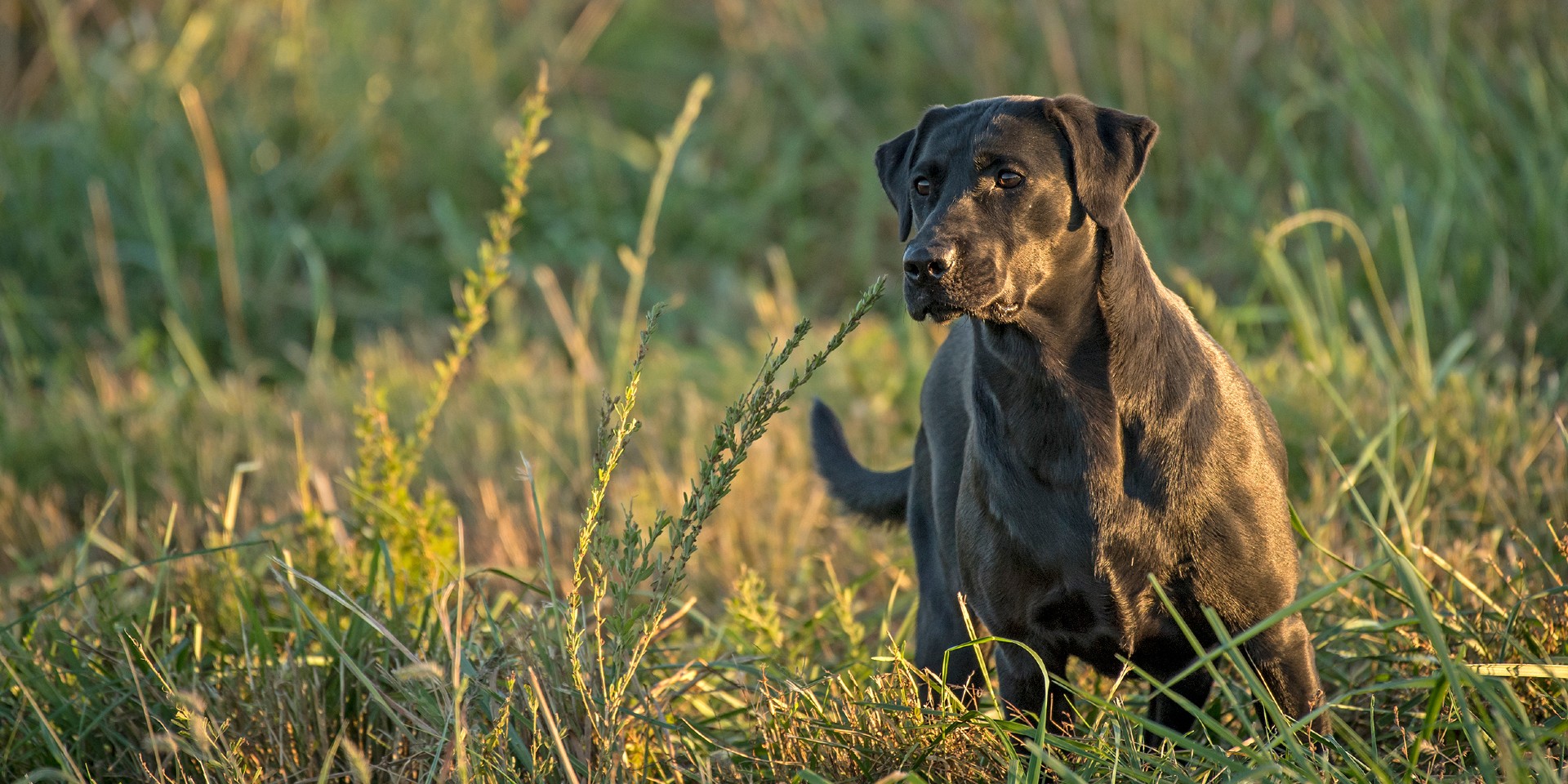 4xGMPR Hpk's Back In Black SH | Black Labrador Retriver