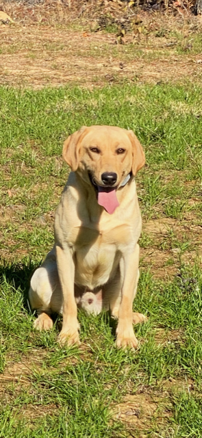 Honest Abe's Missing Linc | Yellow Labrador Retriver