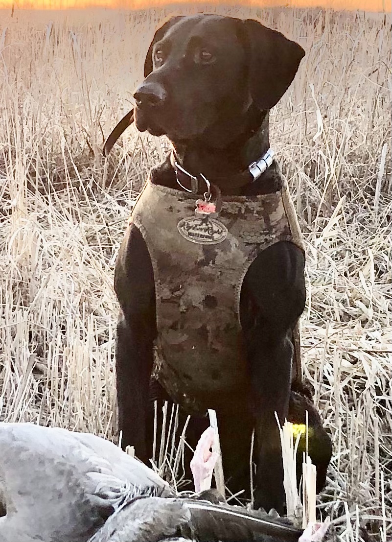 Razor’s Pretty Lady Sadie | Black Labrador Retriver