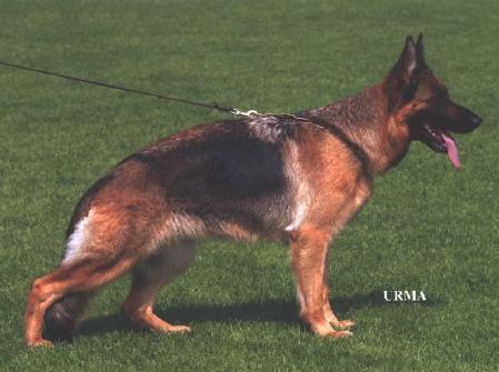 Mischaland's Kellie | German Shepherd Dog 