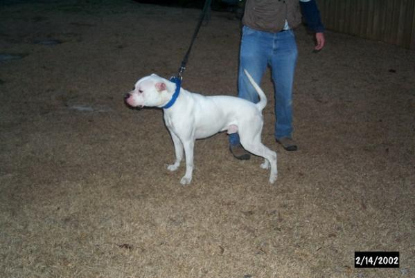 Rode Hawg's Gator Of  IGK | American Bulldog 