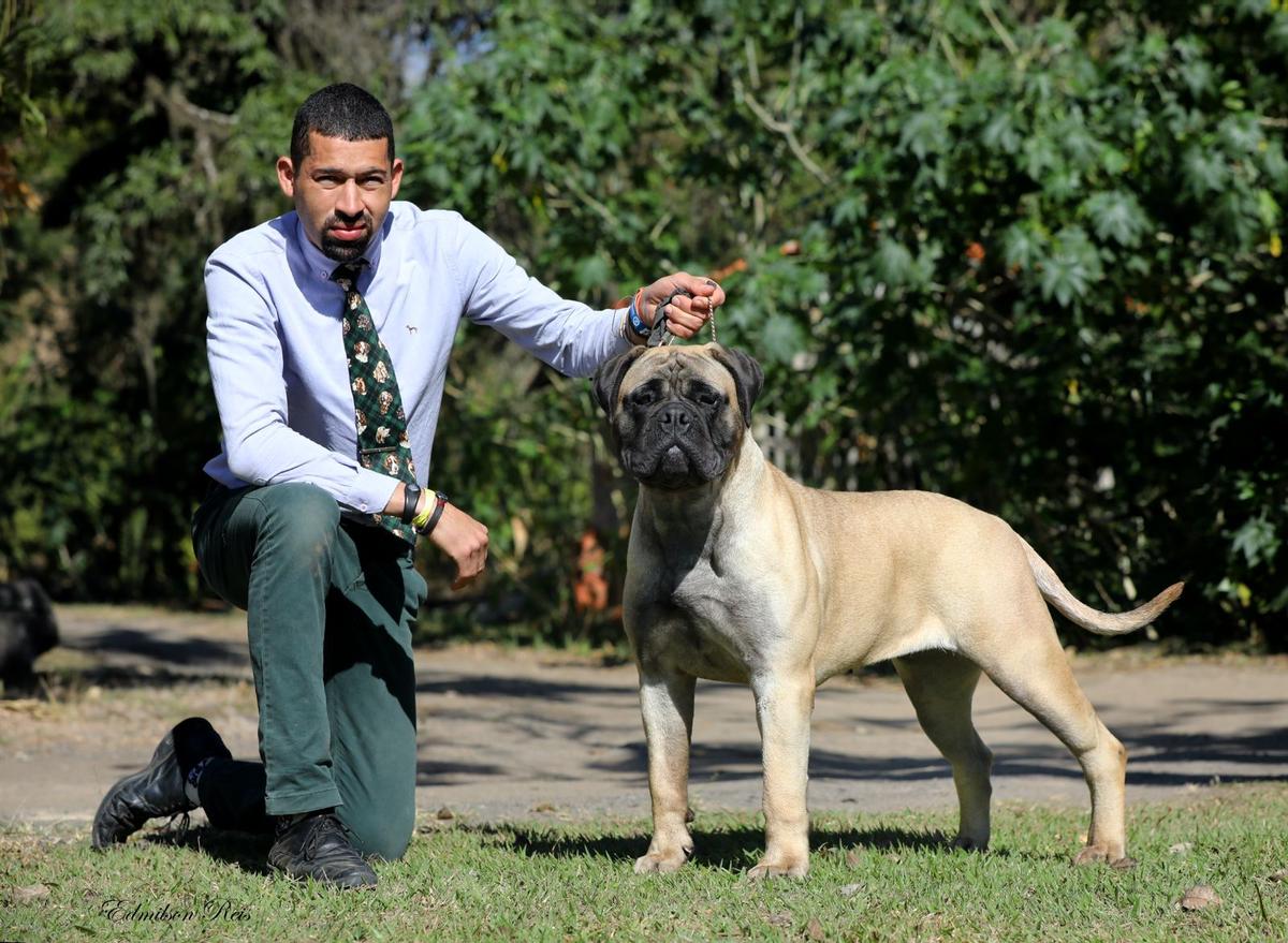 Imperia Rusbull Bally | Bullmastiff 