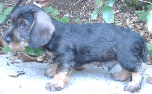 Gastone | Dachshund 