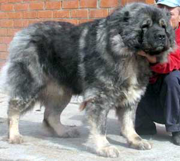 SOKROVISHTHA VALKIRII ALMAZ | Caucasian Mountain Dog 