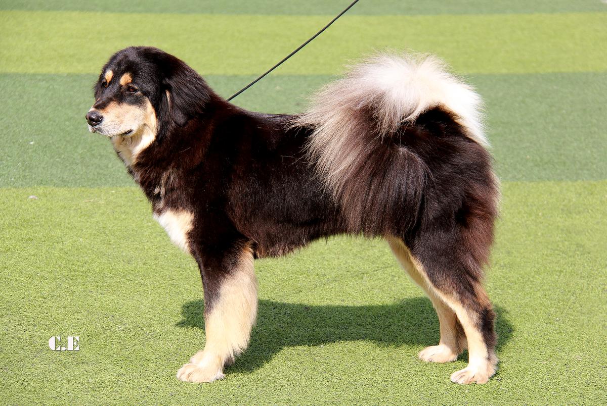 Mongol Arslan Goid | Tibetan Mastiff 