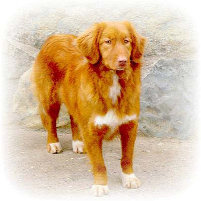 ADELA Z VLCICH LUK | Nova Scotia Duck Tolling Retriever 