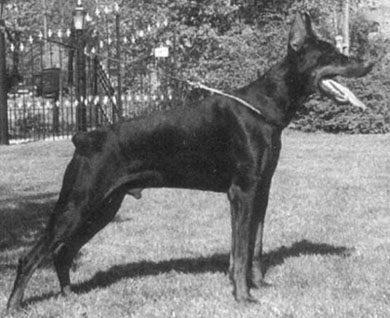 Paco v. Franckenhorst | Black Doberman Pinscher