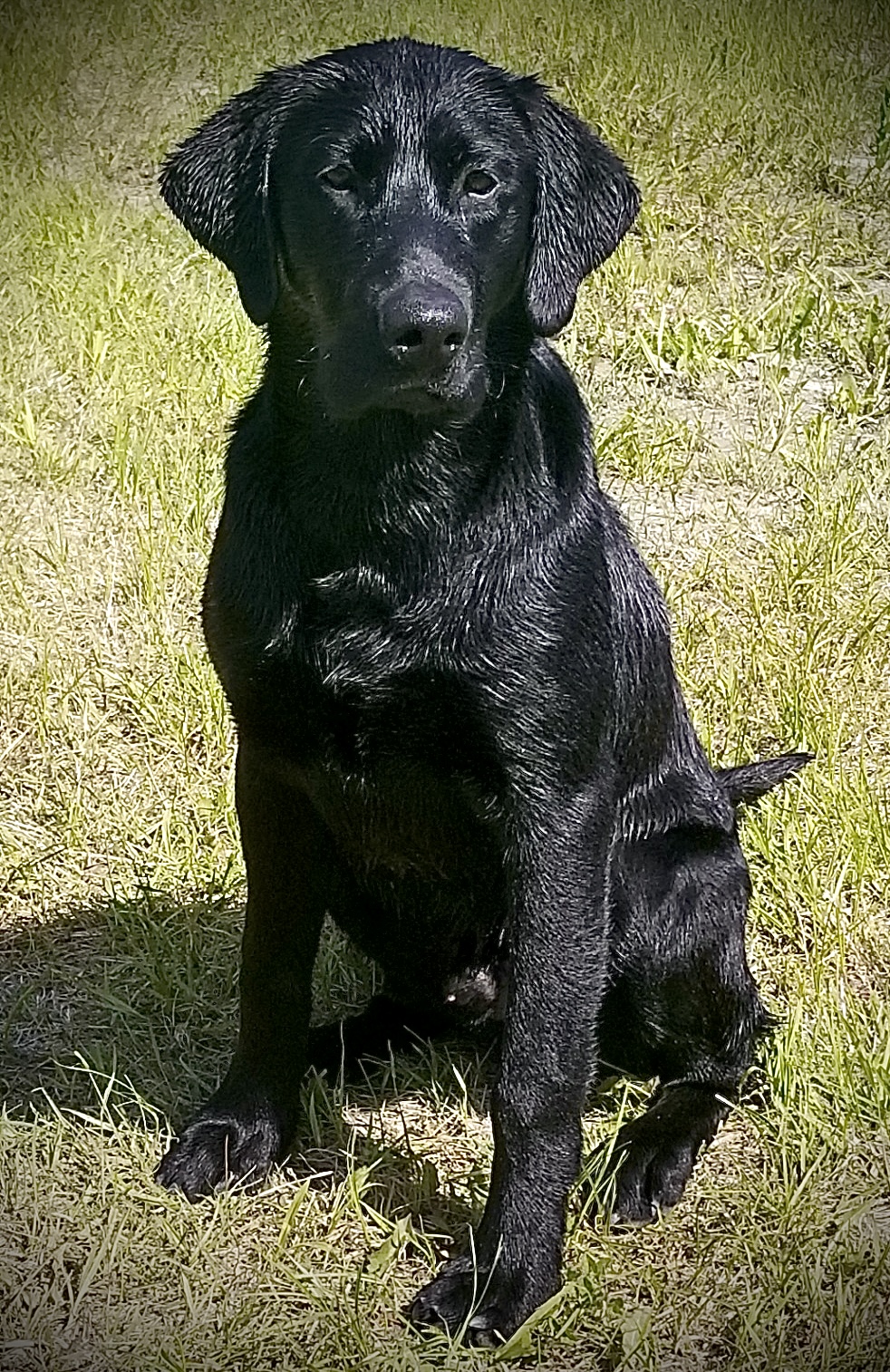 I’ll Be Your huckleberry johny  WCX | Black Labrador Retriver