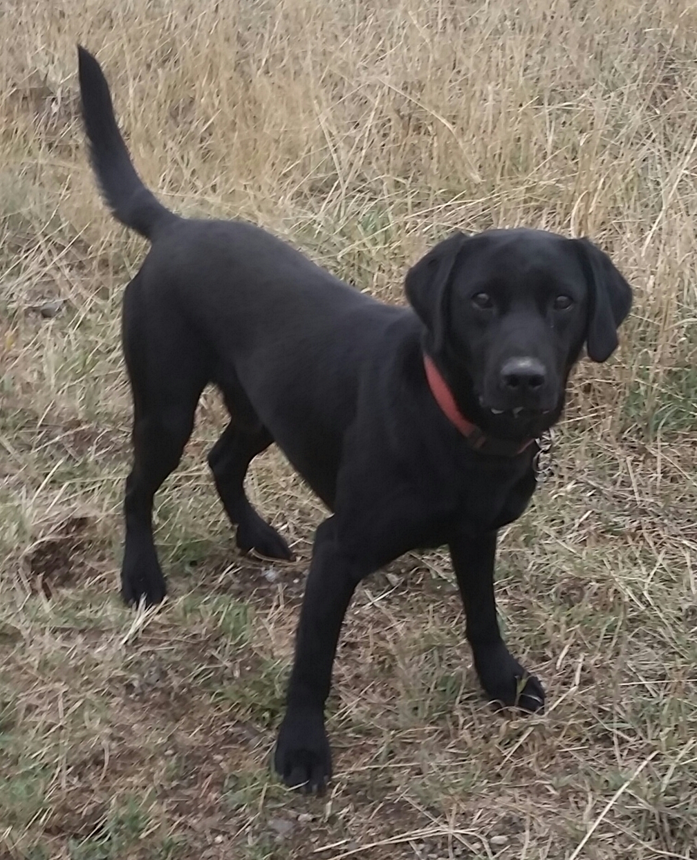 Salmon River Odin | Black Labrador Retriver