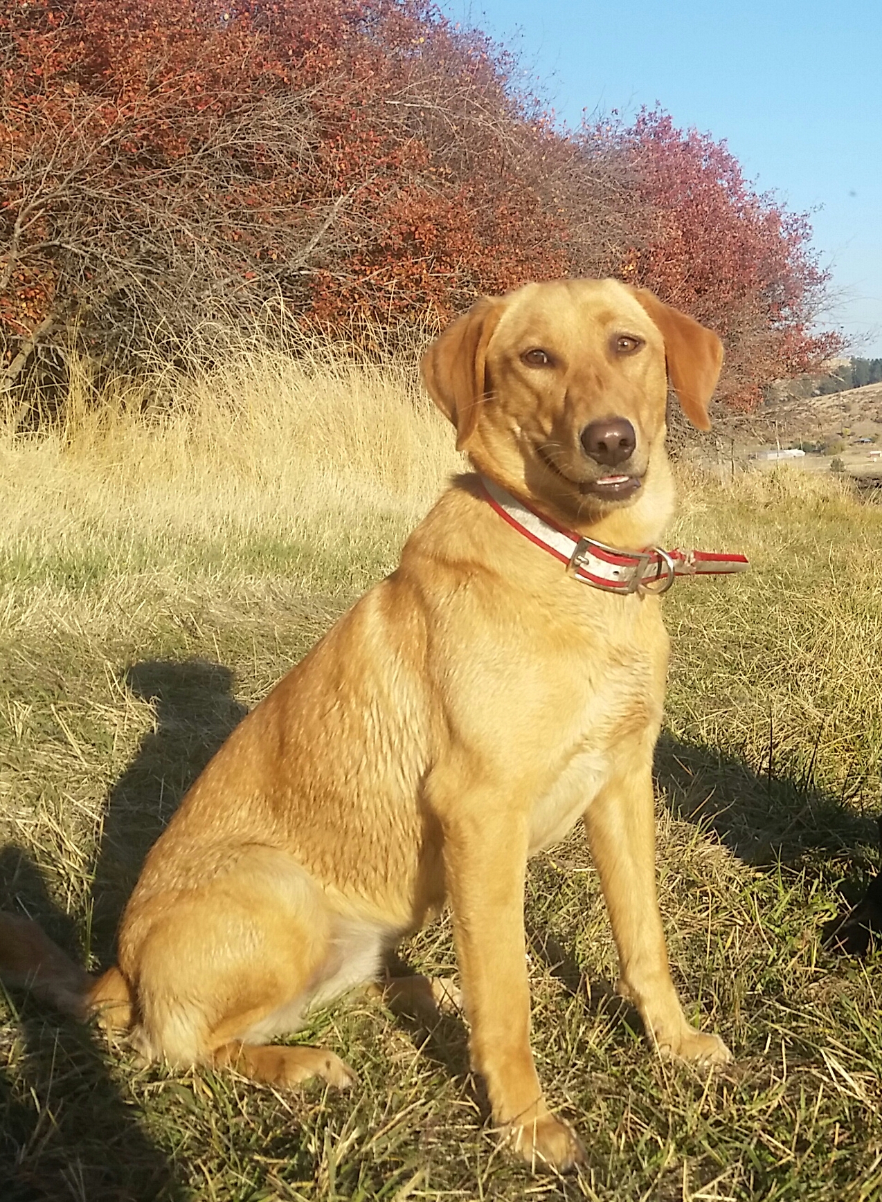 Tk Hot Sunrise Ruby | Yellow Labrador Retriver