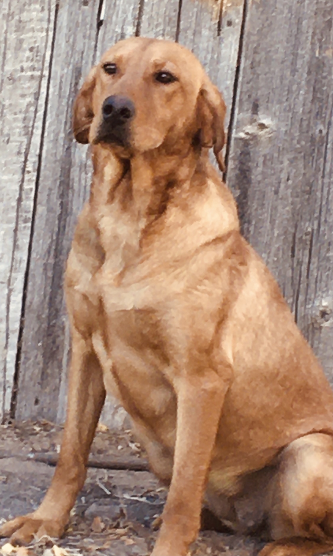 Elite's Cosmic Decision | Yellow Labrador Retriver