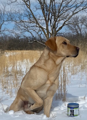 GR ACH, SGR CH, HOF, 2x HPD, BHU AC, SCx4, FC, NAC, 2x Doubles NC Reminton's Southern Rio JH, CPR | Yellow Labrador Retriver