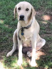 Jessie Katherine Moody | Yellow Labrador Retriver